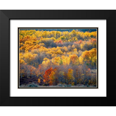Utah-Logan Pass Autumn colors in Logan Pass Utah Black Modern Wood Framed Art Print with Double Matting by Eggers, Julie