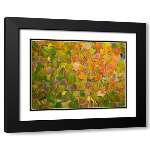 Utah-Logan Pass Autumn colors in Logan Pass Utah Black Modern Wood Framed Art Print with Double Matting by Eggers, Julie