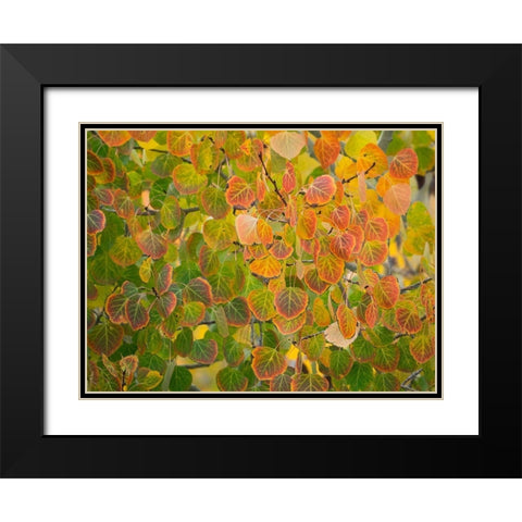 Utah-Logan Pass Autumn colors in Logan Pass Utah Black Modern Wood Framed Art Print with Double Matting by Eggers, Julie