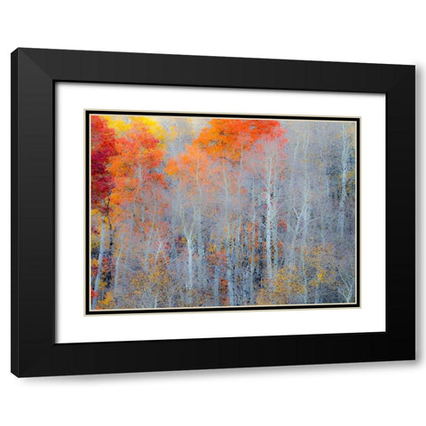 Utah-Logan Pass Autumn colors in Logan Pass Utah Black Modern Wood Framed Art Print with Double Matting by Eggers, Julie