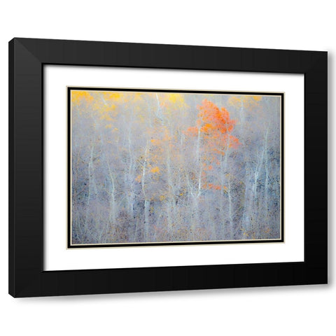 Utah-Logan Pass Autumn colors in Logan Pass Utah Black Modern Wood Framed Art Print with Double Matting by Eggers, Julie