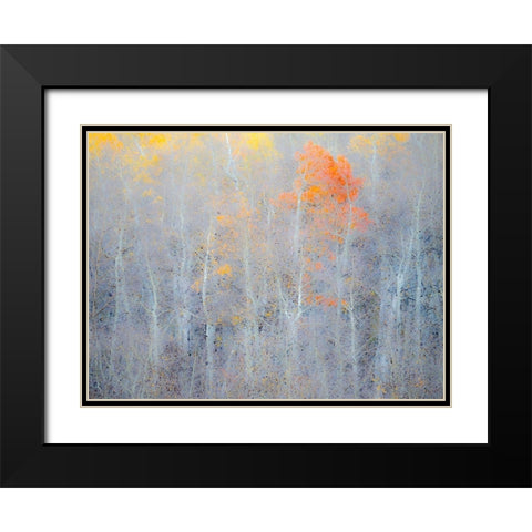 Utah-Logan Pass Autumn colors in Logan Pass Utah Black Modern Wood Framed Art Print with Double Matting by Eggers, Julie