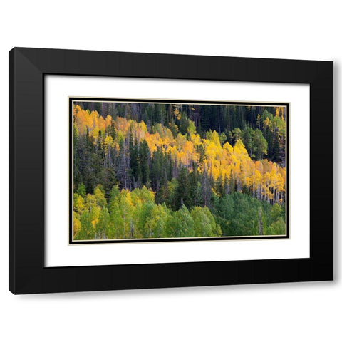 Utah; Wasatch-Cache National Forest, aspen trees along Mirror Lake Scenic Byway Black Modern Wood Framed Art Print with Double Matting by Wild, Jamie and Judy