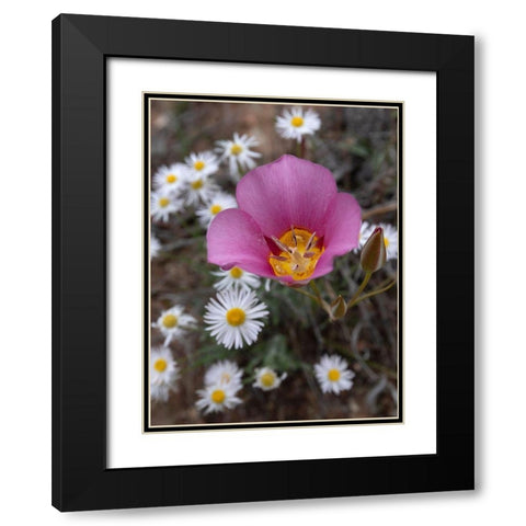 Utah Sego lily-Arches National Park Black Modern Wood Framed Art Print with Double Matting by Zimmerman, Judith