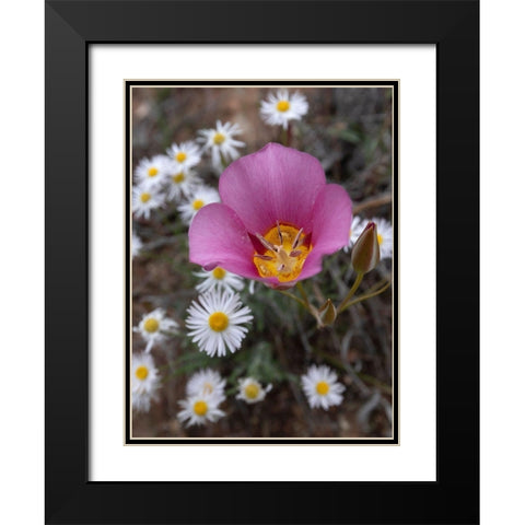 Utah Sego lily-Arches National Park Black Modern Wood Framed Art Print with Double Matting by Zimmerman, Judith