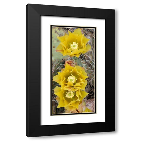 Utah Prickly pear cactus bloom-Arches National Park Black Modern Wood Framed Art Print with Double Matting by Zimmerman, Judith