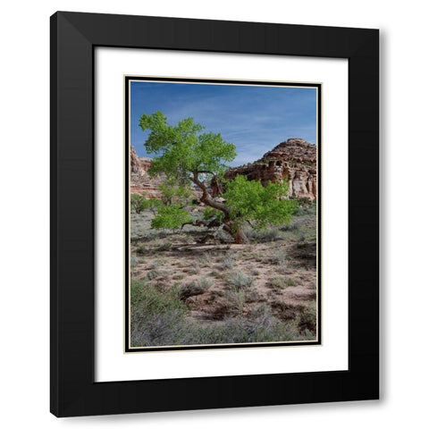Utah Lush green leaves on cottonwood tree in the desert-San Rafael Swell Black Modern Wood Framed Art Print with Double Matting by Zimmerman, Judith