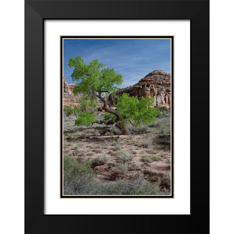 Utah Lush green leaves on cottonwood tree in the desert-San Rafael Swell Black Modern Wood Framed Art Print with Double Matting by Zimmerman, Judith