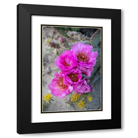 Utah Beavertail prickly pear cactus-Factory Butte-Upper Blue Hills Black Modern Wood Framed Art Print with Double Matting by Zimmerman, Judith