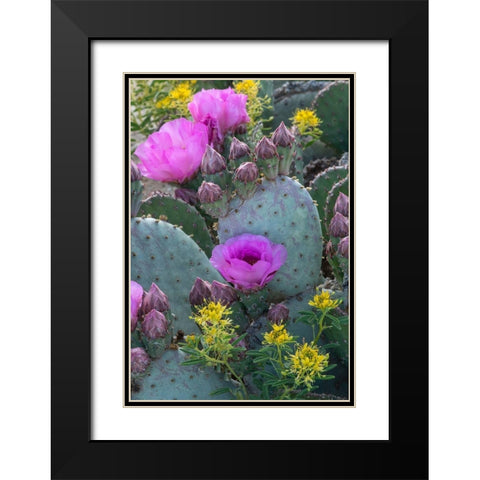 Utah Beavertail prickly pear cactus and Bee Plant-Factory Butte-Upper Blue Hills Black Modern Wood Framed Art Print with Double Matting by Zimmerman, Judith