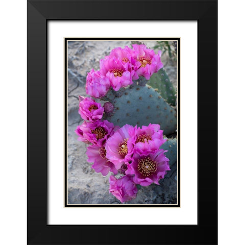 Utah Beavertail prickly pear cactus-Factory Butte-Upper Blue Hills Black Modern Wood Framed Art Print with Double Matting by Zimmerman, Judith