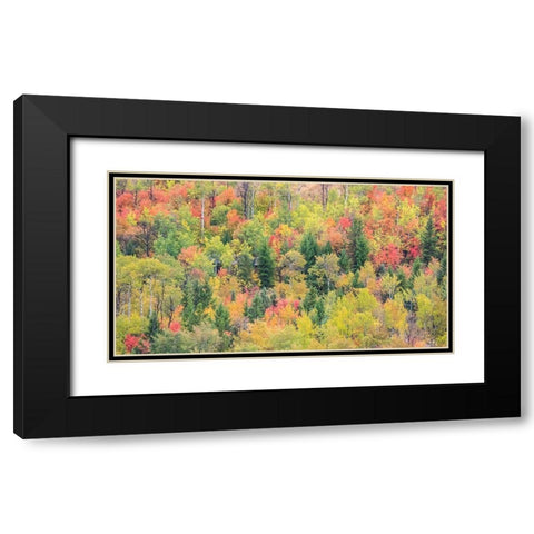 Utah-Logan Pass with Aspen and Maples in Fall Color Black Modern Wood Framed Art Print with Double Matting by Gulin, Sylvia