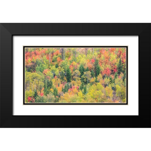 Utah-Logan Pass with Aspen and Maples in Fall Color Black Modern Wood Framed Art Print with Double Matting by Gulin, Sylvia