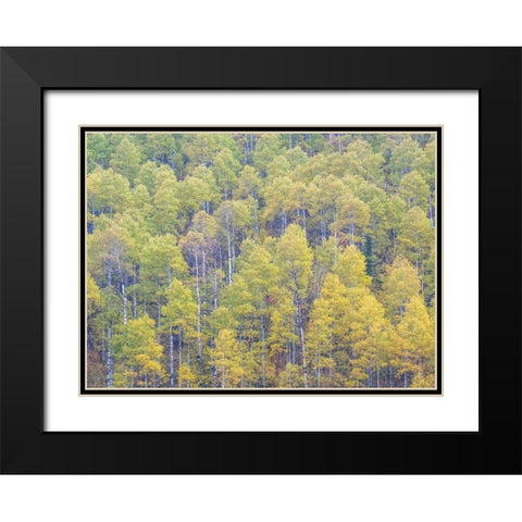 Utah-Logan Pass hillsides covered with Aspen grove in Fall Color Black Modern Wood Framed Art Print with Double Matting by Gulin, Sylvia