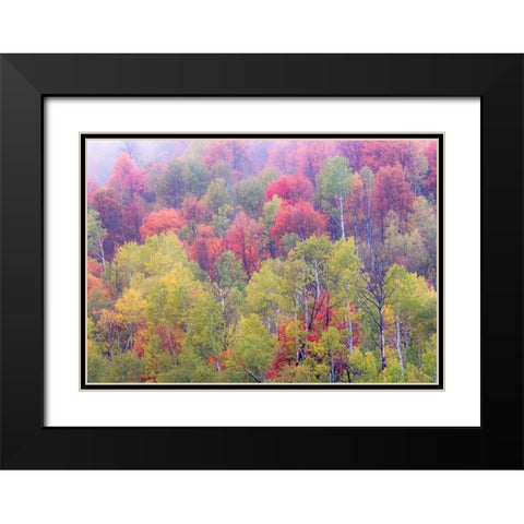 Utah-Logan Pass with Aspen and Maples in Fall Color Black Modern Wood Framed Art Print with Double Matting by Gulin, Sylvia
