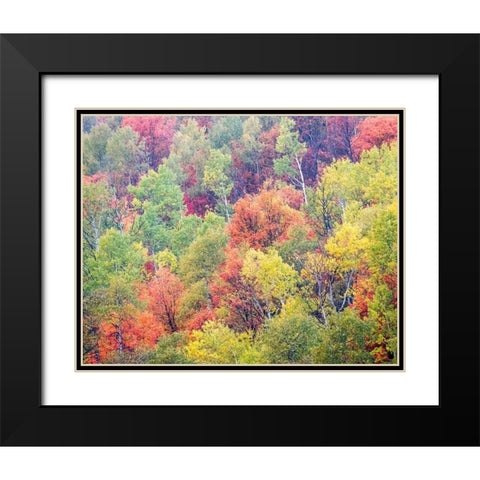 Utah-Logan Pass with Aspen and Maples in Fall Color Black Modern Wood Framed Art Print with Double Matting by Gulin, Sylvia