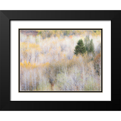 Utah-Logan Pass hillsides covered with Aspen grove in Fall Color Black Modern Wood Framed Art Print with Double Matting by Gulin, Sylvia
