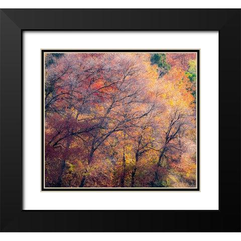 USA-Utah-east of Logan on highway 89 fall color on Canyon Maple Black Modern Wood Framed Art Print with Double Matting by Gulin, Sylvia