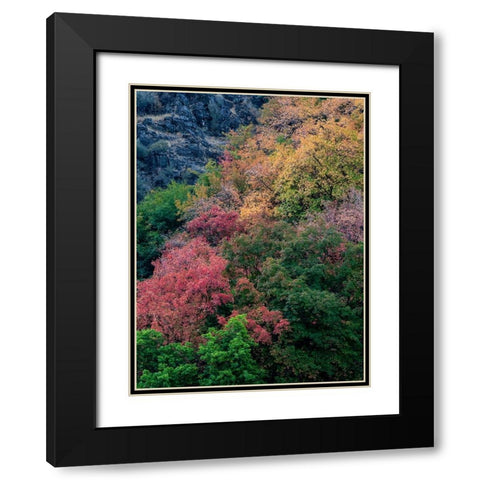 USA-Utah-east of Logan on highway 89 fall color on Canyon Maple Black Modern Wood Framed Art Print with Double Matting by Gulin, Sylvia