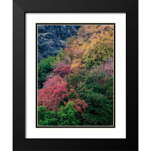 USA-Utah-east of Logan on highway 89 fall color on Canyon Maple Black Modern Wood Framed Art Print with Double Matting by Gulin, Sylvia