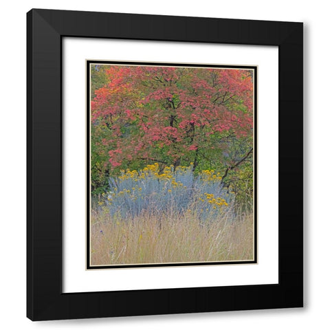 USA-Utah-east of Logan on highway 89 fall color Canyon Maple and Rabbit bush Black Modern Wood Framed Art Print with Double Matting by Gulin, Sylvia
