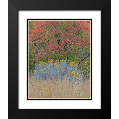 USA-Utah-east of Logan on highway 89 fall color Canyon Maple and Rabbit bush Black Modern Wood Framed Art Print with Double Matting by Gulin, Sylvia
