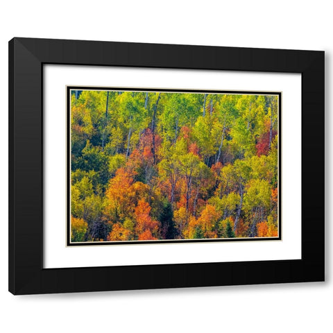 USA-Utah-east of Logan on highway 89 fall color Canyon Maple and Aspens Black Modern Wood Framed Art Print with Double Matting by Gulin, Sylvia