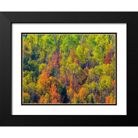 USA-Utah-east of Logan on highway 89 fall color Canyon Maple and Aspens Black Modern Wood Framed Art Print with Double Matting by Gulin, Sylvia