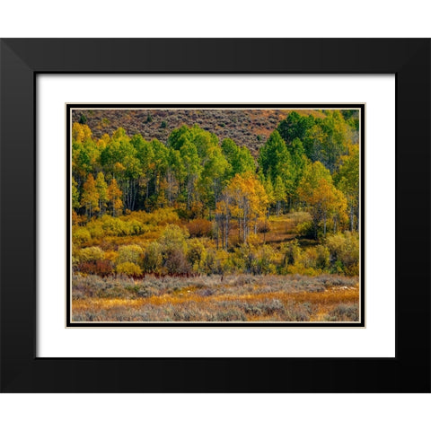 USA-Utah-east of Logan on highway 89 fall color Aspens near Logan Pass Black Modern Wood Framed Art Print with Double Matting by Gulin, Sylvia