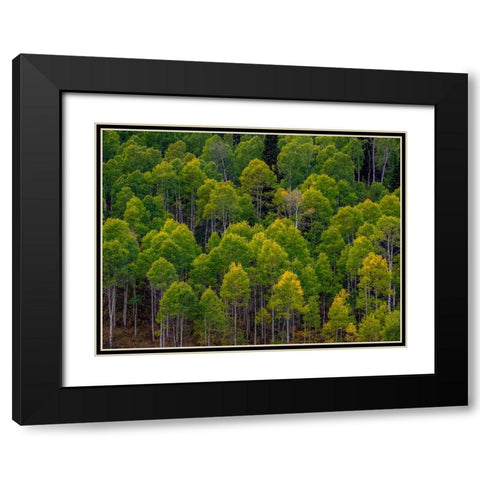 USA-Utah-east of Logan on highway 89 and Aspen Grove still green Black Modern Wood Framed Art Print with Double Matting by Gulin, Sylvia