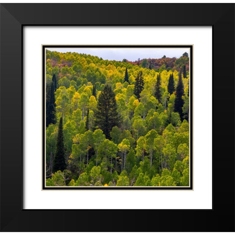 USA-Utah-east of Logan on highway 89 and Aspen Grove still green Black Modern Wood Framed Art Print with Double Matting by Gulin, Sylvia