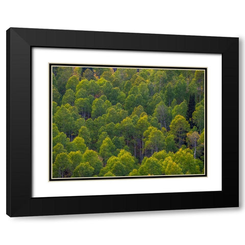 USA-Utah-east of Logan on highway 89 and Aspen Grove still green Black Modern Wood Framed Art Print with Double Matting by Gulin, Sylvia