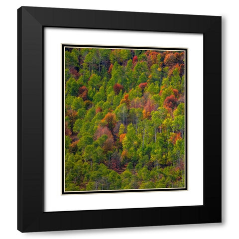 USA-Utah-east of Logan on highway 89 and Aspen Grove and Canyon Maple in autumn colors Black Modern Wood Framed Art Print with Double Matting by Gulin, Sylvia