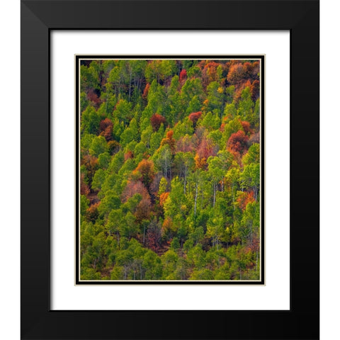 USA-Utah-east of Logan on highway 89 and Aspen Grove and Canyon Maple in autumn colors Black Modern Wood Framed Art Print with Double Matting by Gulin, Sylvia