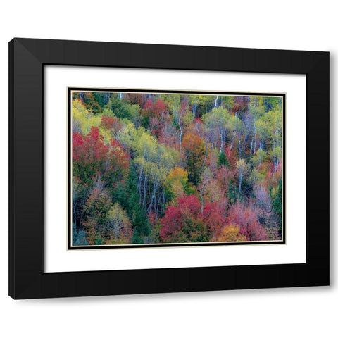 USA-Utah-east of Logan on highway 89 and Aspen Grove and Canyon Maple in autumn colors Black Modern Wood Framed Art Print with Double Matting by Gulin, Sylvia