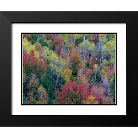 USA-Utah-east of Logan on highway 89 and Aspen Grove and Canyon Maple in autumn colors Black Modern Wood Framed Art Print with Double Matting by Gulin, Sylvia
