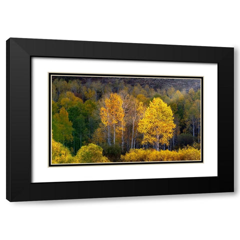 USA-Utah-east of Logan on highway 89 and Aspens in fall color with back lighting and sun beam Black Modern Wood Framed Art Print with Double Matting by Gulin, Sylvia