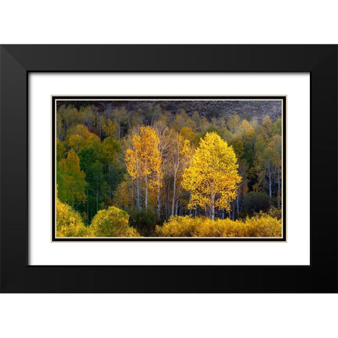 USA-Utah-east of Logan on highway 89 and Aspens in fall color with back lighting and sun beam Black Modern Wood Framed Art Print with Double Matting by Gulin, Sylvia