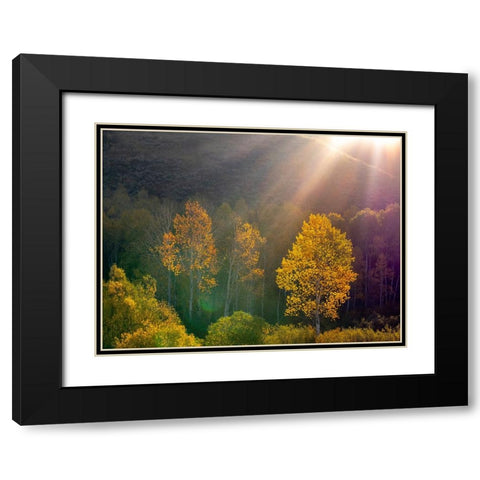USA-Utah-east of Logan on highway 89 and Aspens in fall color with back lighting and sun beam Black Modern Wood Framed Art Print with Double Matting by Gulin, Sylvia