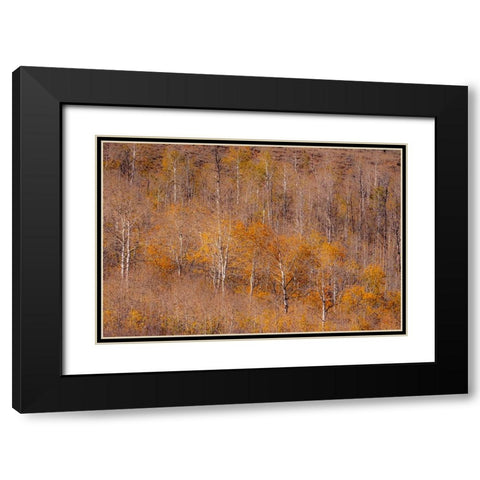 USA-Utah-Woodruff aspen trees along highway 39 Black Modern Wood Framed Art Print with Double Matting by Gulin, Sylvia
