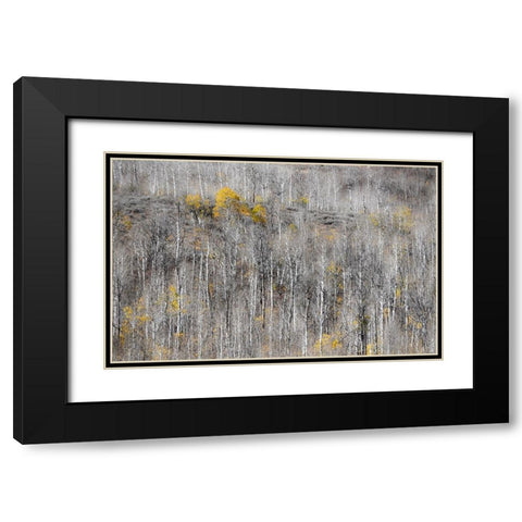 USA-Utah-Woodruff aspen trees along highway 39 Black Modern Wood Framed Art Print with Double Matting by Gulin, Sylvia