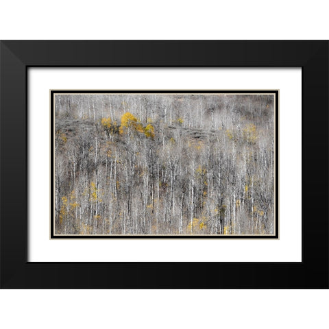 USA-Utah-Woodruff aspen trees along highway 39 Black Modern Wood Framed Art Print with Double Matting by Gulin, Sylvia