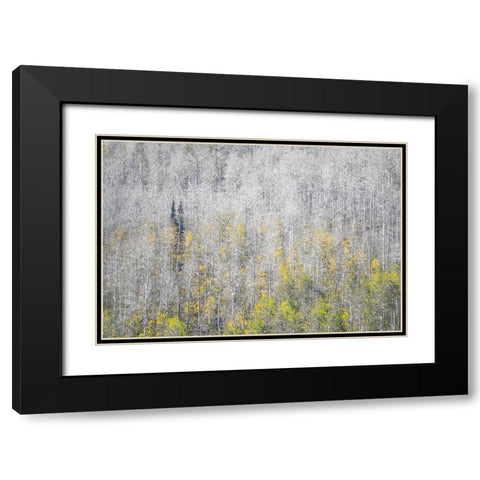 USA-Utah-Woodruff aspen trees along highway 39 Black Modern Wood Framed Art Print with Double Matting by Gulin, Sylvia