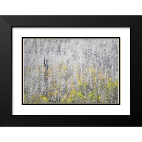 USA-Utah-Woodruff aspen trees along highway 39 Black Modern Wood Framed Art Print with Double Matting by Gulin, Sylvia