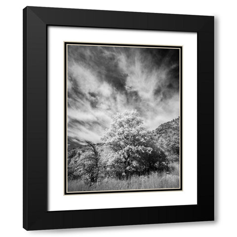 USA-Utah-Infrared of the Logan Pass area and lone tree Black Modern Wood Framed Art Print with Double Matting by Eggers, Terry