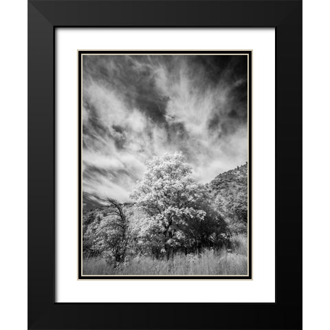 USA-Utah-Infrared of the Logan Pass area and lone tree Black Modern Wood Framed Art Print with Double Matting by Eggers, Terry