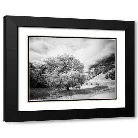 USA-Utah-Infrared of the Logan Pass area and lone tree Black Modern Wood Framed Art Print with Double Matting by Eggers, Terry