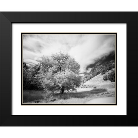 USA-Utah-Infrared of the Logan Pass area and lone tree Black Modern Wood Framed Art Print with Double Matting by Eggers, Terry