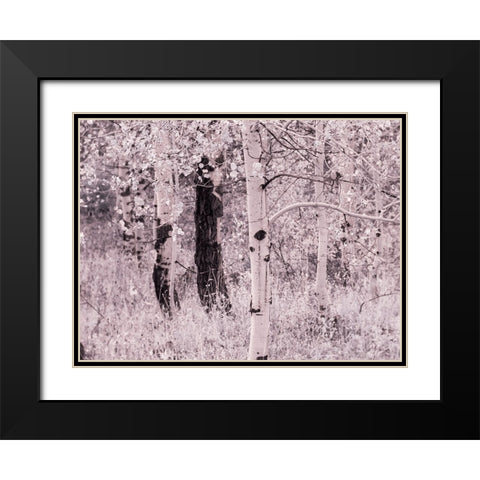 USA-Utah-Aspen Grove in infrared of the Logan Pass area Black Modern Wood Framed Art Print with Double Matting by Eggers, Terry