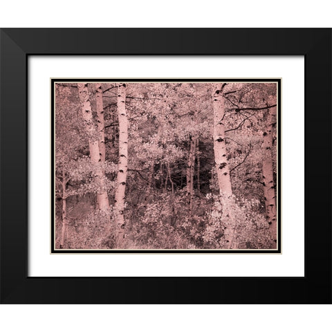 USA-Utah-Aspen Grove in infrared of the Logan Pass area Black Modern Wood Framed Art Print with Double Matting by Eggers, Terry